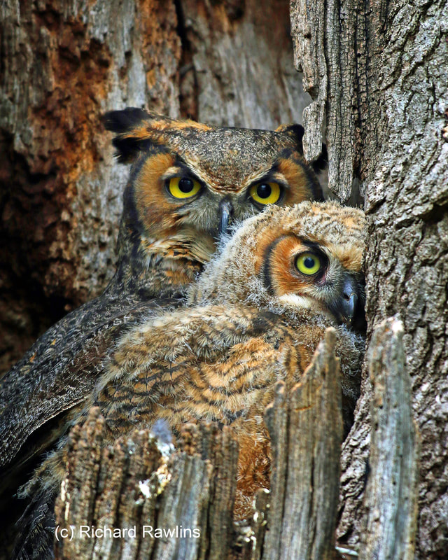 a mother and baby great horned owl in a nest