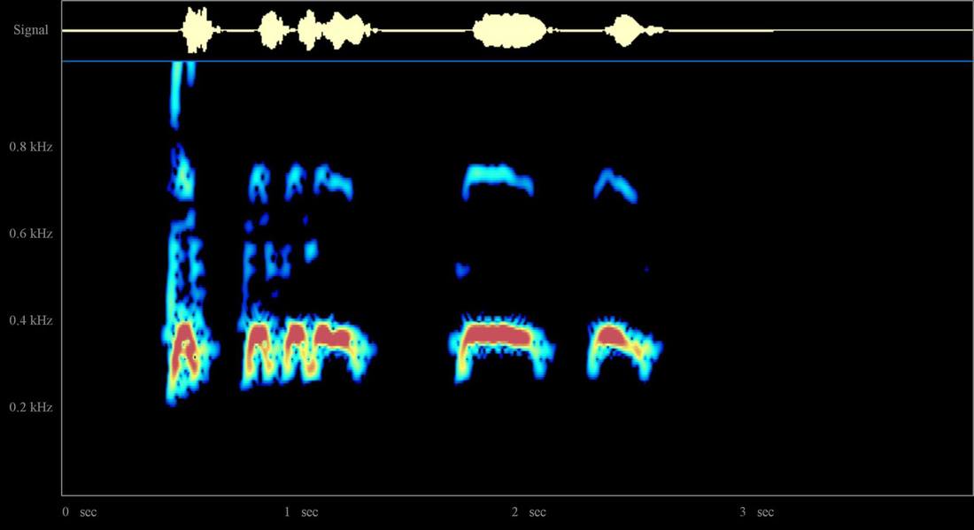 Spectrogram of a great horned owl's hoot