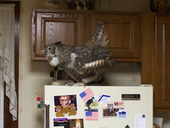 Alice the great horned owl sitting on top of a refrigerator and hooting