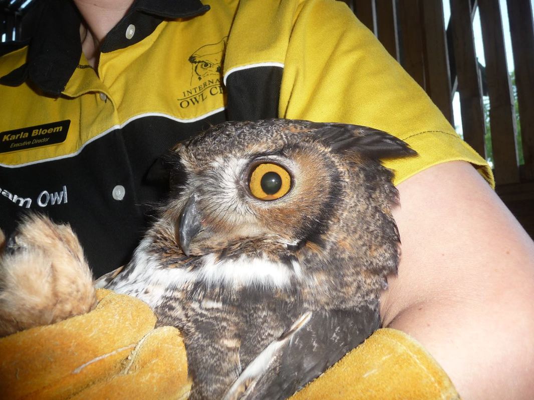 Karla holding Rusty the great horned owl
