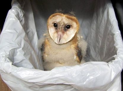 photo of piper the barn owl peeking out of a wastebasket.