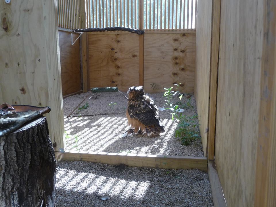 Photo of Uhu the Eurasian Eagle Owl on the floor in her enclosure
