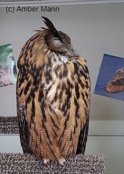an eagle owl sleeping