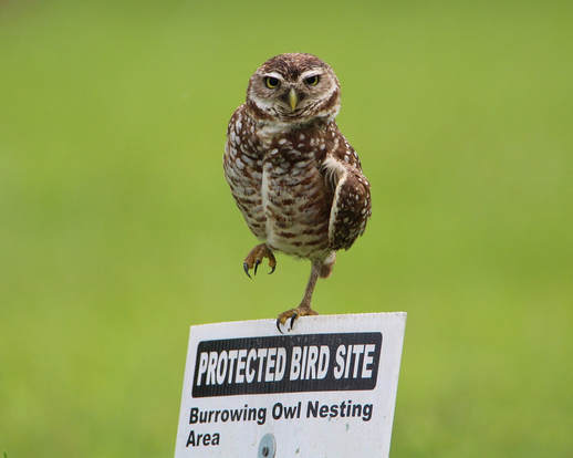 A burrowing owl sitting on a sign that says 