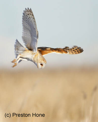 a barn owl flying above a prairie
