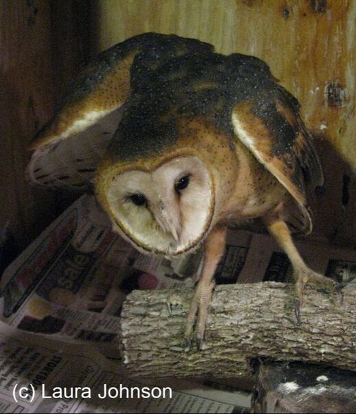 a barn owl leaning forward toward the photographer with its wings out