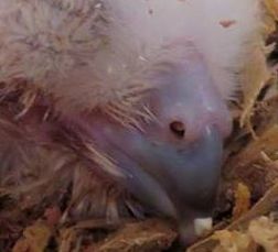closeup of an owlet's beak with the egg tooth stuck to the tip