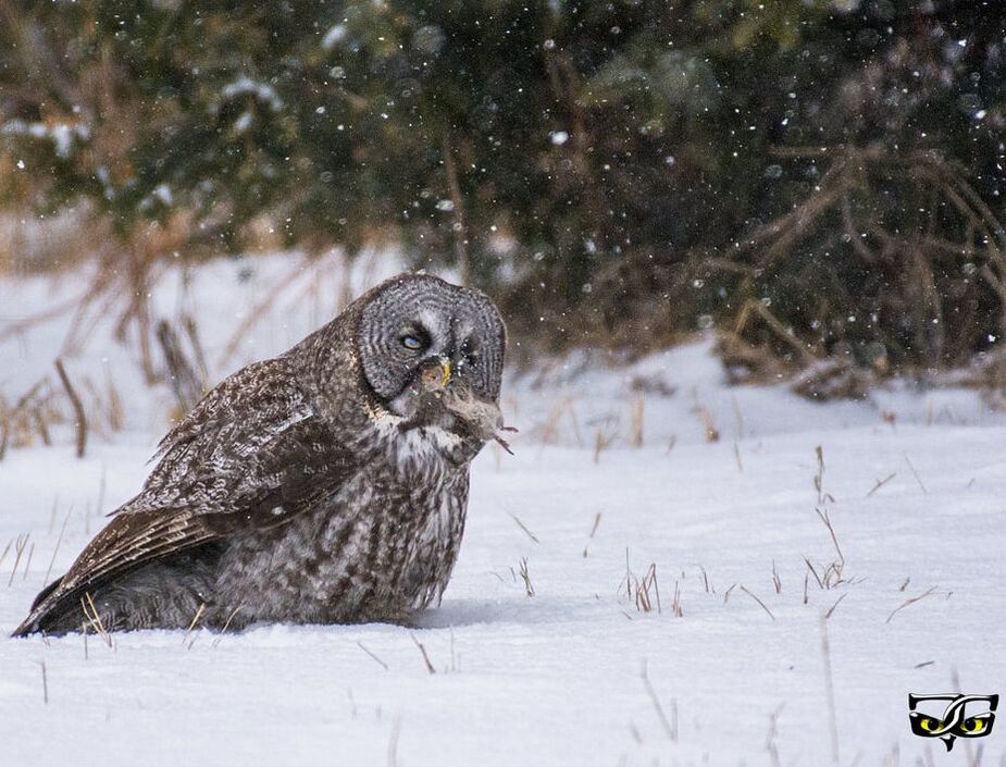 a great gray owl eating a vole