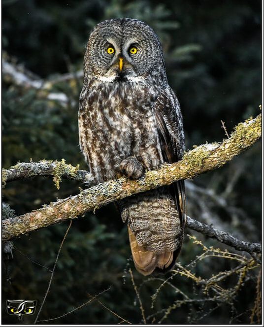 a great gray owl with its foot tucked up