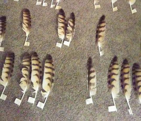 owl feathers laid out on the floor