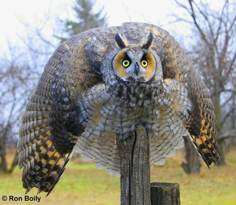 a long-eared owl puffing out all its feathers and wings to look bigger