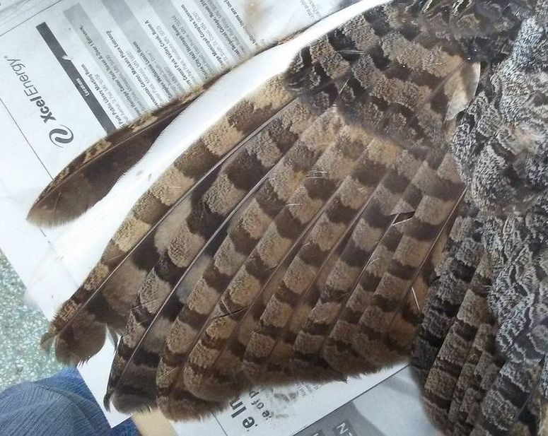 An owl's primary feathers, including one white feather