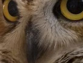 close-up photo of Rupert's beak and rictal bristles