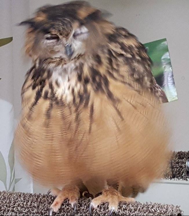 photo of Uhu shaking her feathers