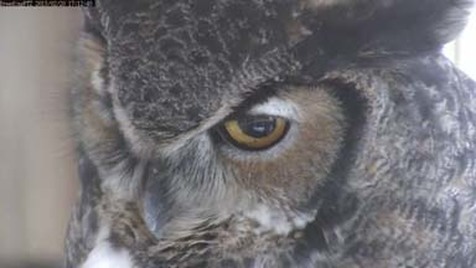 Photo of a close-up of Rusty the great Horned owl's face