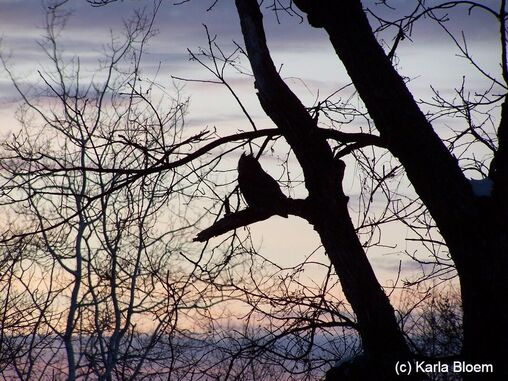 a great horned owl silhouetted in a tree at dusk