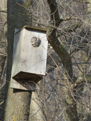 An eastern screech owl poking its head out of a nest box.