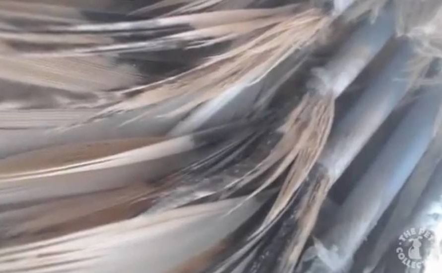closeup of feathers erupting from the feather sheaths