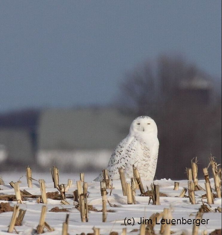 a snowy owl sitting in a snowy field