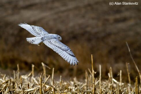 a snowy owl flying during the day