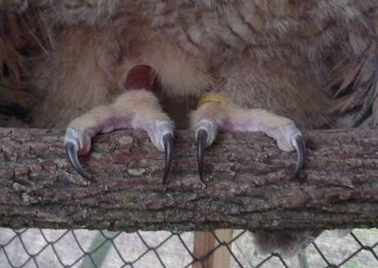 photo of an owlet's talons