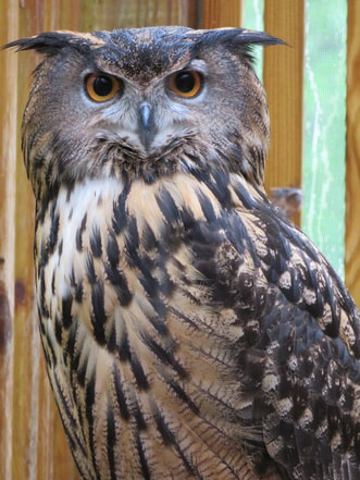 Uhu the Eurasian Eagle Owl