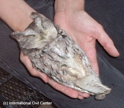 a screech owl lying on its back in a person's hands with its eyes closed.