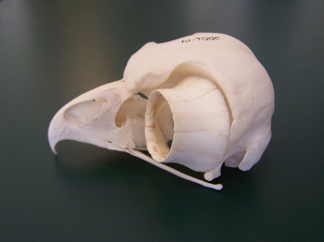 an owl's skull