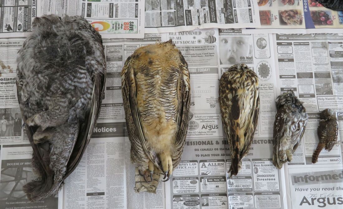 Deceased specimens of five North American owls.