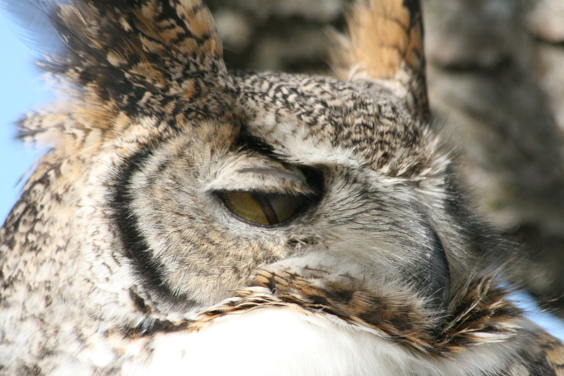 A closeup of an owl mid-blink showing the third eyelid.