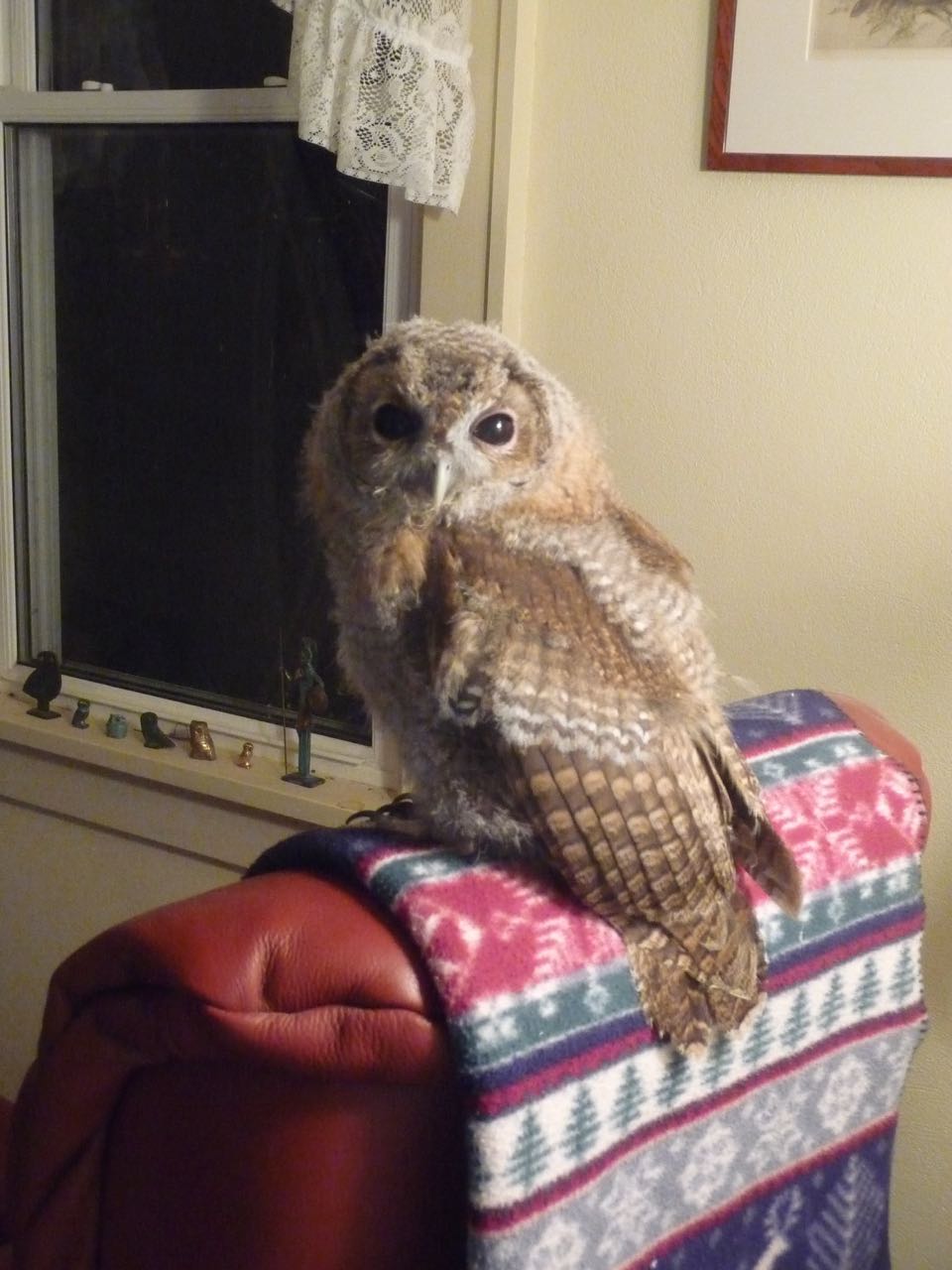 Mitzy the tawny owl sitting on the back of a chair with a blanket under her