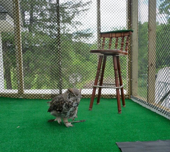 photo of Alice the Great Horned Owl on her patio.