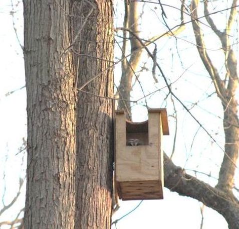 Build An Owl Nest Box International Owl Center International Owl Center,How To Get Rid Of Black Ants In Potted Plants