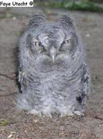 Photo of a fledgling screech-owl