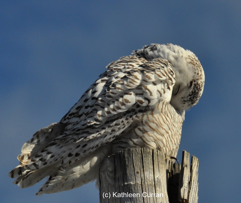 a snowy owl preening its feathers