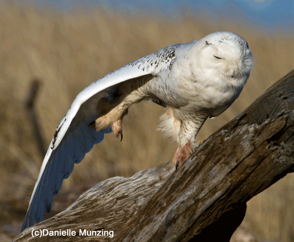 a snowy owl stretching one wing and one leg