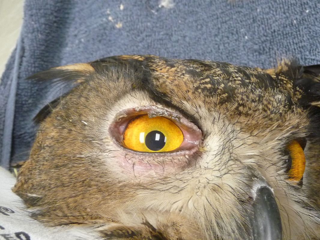 Photo of a close-up of Uhu's eye